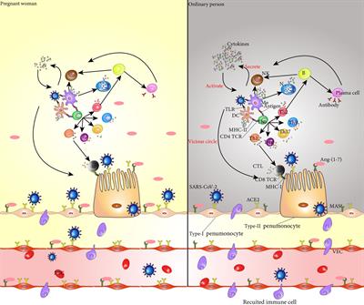 Interactions Between Specific Immune Status of Pregnant Women and SARS-CoV-2 Infection